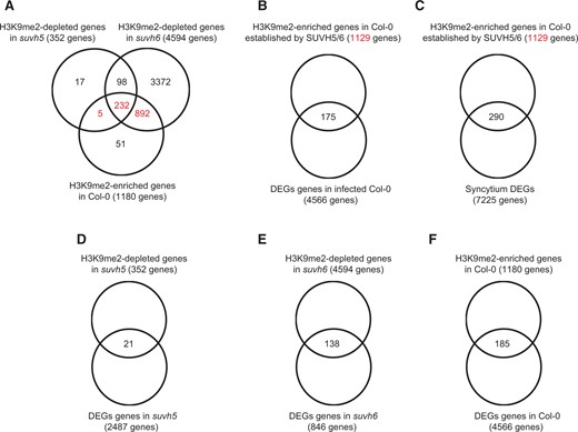 H3K9me2 signal deposition induced by H. schachtii in wild-type plants is primarily mediated by SUVH5 and SUVH6, and contributes to gene expression changes. A, Overlaps between H3K9me2-depleted genes in suvh5 or suvh6 and H3K9me2-enriched genes in Col-0 plants. Note that of the 1,180 genes exhibiting H3K9me2 deposition in Col-0, 1,129 genes exhibited H3K9me2 depletion uniquely in suvh5 (5 genes), or in suvh6 (892 genes), or in both mutants (232 genes). B, Overlap between DEGs identified in infected wild-type Col-0 plants and the 1,129 genes showing H3K9me2 deposition in infected wild-type plants and established by SUVH5 or SUVH6. The 175 overlapping genes are listed in Supplemental Data Set S12. C, Overlap between syncytium DEGs (Szakasits et al., 2009) and the 1,129 genes showing H3K9me2 deposition in infected wild-type plants and established by SUVH5 or SUVH6. The 290 overlapping genes are listed in Supplemental Data Set S13. D–F, Overlaps between DEGs and genes showing differential H3K9me2 deposition in suvh5 (D), suvh6 (E), and Col-0 (F).