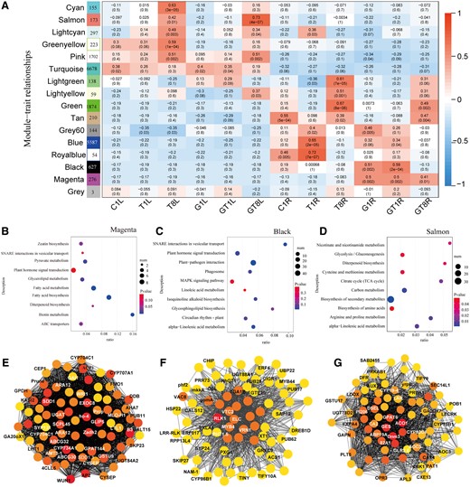 WGCNA of NM plant and AM jujube seedling during salt stress. A, Heatmap of module–trait associations. Each row corresponds to one module (labeled by color) and each column corresponds to one treatment. The squares of red represent high adjacency (positive correlation) and blue color represents low adjacency (negative correlation). B–D, KEGG enrichment of co-expression genes in Magenta, Black, and Salmon module, respectively. E–G, Gene co-expression network marked with top 80 hub genes in Magenta, Black, and Salmon module, respectively. Hub genes within each network are highlighted with circles filled yellow to red, and red represents with higher connectivity in the module. ‘1’, 1 days of NaCl treatments.‘8’, 8 days of NaCl treatments. CL, Leaves of seedling without mycorrhizal symbiosis. GL, Leaves of seedling with mycorrhizal symbiosis. CR: Roots of seedling without mycorrhizal symbiosis. GL, Roots of seedling with mycorrhizal symbiosis.