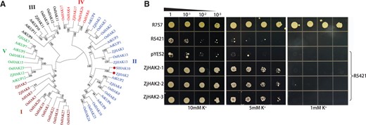 Phylogenetic analysis and functional characterization of ZjHAK2 in Yeast. A, Phylogenetic tree of plant HAK proteins constructed using the neighbor-joining method. HAK transporters and corresponding plant species are: tomato, SlHAK10; Z. jujuba (11), Arabidopsis thaliana, 13; Rice, 27. B, Functional complementation of ZjHAK2 for K+ acquisition in the K+ uptake-defective yeast strain R5421. From top to bottom, the growth status of R757 wild-type yeast strain, R5421, empty vector (pYES2), and R5421 cells expressing ZjHAK2 (three biological replicates) converters on AP supplemented medium with 10, 5, and 1 mM KCl. Each transformant was precultured in AP liquid medium containing 100 mM KCl. The yeast cells were diluted on AP medium at a gradient of 10 times and then incubated in a constant temperature incubator at 30°C for 6 days.