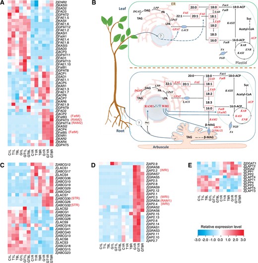 Expression profile of genes involved in FA biosynthesis, processing, and transportation in AM and NM wild jujube seedlings during salt treatments. A, Expression profile of genes involved in FAS cycle, FA elongation, and processing. B, The proposed model of FA biosynthesis and transportation in mycorrhizal jujube. C, Expression profile of genes related with FA transportation. D, Transcriptional expression of AP2/EREBP transcription factor (ZjAP2) and GRAS transcription factor (ZjGRAS). E, Expression profile of genes related with TAG biosynthesis. Grids represent the expression patterns of genes shown as FPKM values. The genes highlighted in red indicate regulated by AM symbiosis. ZjABCG30/32, ZjAP2.2/2.3/2.4, and ZjGRAS4 are hypothetical stunted arbuscule (STR), AP2-domain transcription factor (WRI), and RAM1, respectively. KAR, β-ketoacyl-ACP reductase; KASII, ketoacyl-ACP synthase II; SAD, stearoyl-ACP desaturase; ENR, enoyl-ACP reductase; FatA, acyl-ACP thioesterase A; FatB, acyl-ACP thioesterase B; FAD, omega FA desaturase; FAE, acid elongation; FatM, acyl-ACP thioesterase M; GPAT, glycerol-3-phosphate acyltransferase; ABCG, ABC transporter; LACS, long chain acyl-CoA synthetase; LPAT, lysophosphatidyl acyltransferase; ER, endoplasmic reticulum; Suc, sucrose; 16:0-ACP, palmitoyl-ACP; 18:0-ACP, stearoyl-ACP; 16:0, palmitic acid; 18:0, stearic acid; 18:1, oleic acid; CoA, coenzyme A; Acetyl-CoA, acetyl-coenzyme A; MAG, monoacylglycerol; LPA, lysophosphatidic acid; PA, phosphatidic acid; DAG, diacylglycerol. ‘1’, 1 days of NaCl treatments.‘8’, 8 days of NaCl treatments. CL, Leaves of seedling without mycorrhizal symbiosis. GL, Leaves of seedling with mycorrhizal symbiosis. CR: Roots of seedling without mycorrhizal symbiosis. GL, Roots of seedling with mycorrhizal symbiosis.