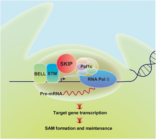 Proposed model for SKIP-STM-regulated gene expression and SAM formation in Arabidopsis. SKIP works as a cofactor with STM to recruit transcriptional machinery (e.g. Paf1c) to STM target genes. This promotes the initiation and elongation phases of transcription from these target genes, leading to formation and maintenance of the SAM in Arabidopsis.