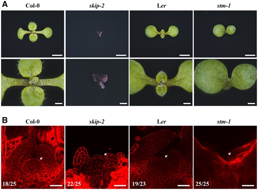 Both skip-2 and stm-1 exhibited defects in SAM development. A, Dissecting microscope images of the shoot apices of 9-day-old wild-type (Col-0), skip-2 (Col-0), wild-type (Ler), and stm-1 (Ler) plants from the top view. Scale bars: 2 mm (first) and 500 μm (second). B, Laser scanning confocal microscope observations of the SAM following mPS-PI staining. Scale bar: 40 μm. Arrows indicate the SAM. Numbers indicate the number of plants that exhibited a similar pattern out of the total number of plants observed.