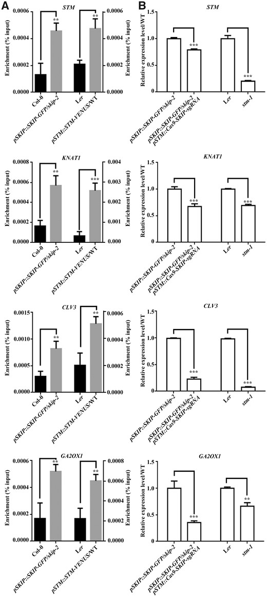 SKIP and STM bind to the promoter of target genes to regulate their expression in Arabidopsis. A, ChIP-qPCR of STM (first intron region), KNAT1 (promoter region), CLV3 (promoter region), and GA2OX1 (promoter region). ChIP products were obtained by immunoprecipitation using samples from inflorescences containing only unopened flowers of wild-type (Col-0) and pSKIP::SKIP-GFP/skip-2 (for SKIP binding) or wild-type (Ler) and pSTM::STM-VENUS (for STM binding) plants with anti-GFP antibodies. B, Relative expression levels of STM, KNAT1, CLV3, and GA2OX1 as determined by RT-qPCR. The samples are from pSKIP::SKIP-GFP/skip-2 and pSTM::Cas9-SKIP-sgRNA pSKIP::SKIP-GFP/skip-2 (for SKIP-regulated expression) or Ler and stm-1 (for STM-regulated expression) plants. The primers used are shown in Supplemental Table S1. The data represent the mean ± sd from three biological replicates. **P < 0.01, ***P < 0.001 (Student’s t test).