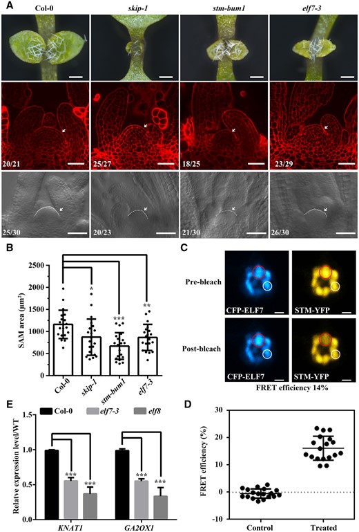 The mutation in ELF7 confers SAM defects in Arabidopsis. elf7-3 exhibited similar SAM defects in Arabidopsis. A, Dissecting microscope images of the shoot apices of 7-day-old plants (top, scale bar: 400 μm). Laser scanning confocal microscope observations of the SAM following mPS-PI staining (middle, scale bar: 40 μm). Differential interference contrast microscopy images of the SAM (bottom, scale bar: 40 μm). Numbers indicate the number of plants that exhibited a similar pattern out of the total number of plants observed. White dashed lines and arrows indicate the SAM. B, SAM area was measured from bottom of (A). The data represent the mean ± sd from 20 SAM. *P < 0.05, **P < 0.01, ***P < 0.001 (Student’s t test). C, FRET assay in N. benthamiana cells. Laser scanning confocal microscope images from the CFP and YFP channels before and after STM-YFP photobleaching are shown. Efficiency of FRET = (post ID-pre ID)/post ID, where ID is the intensity of the donor (CFP). Scale bar: 2 μm. D, The FRET efficiency from individual cells of three independent biological replicates. The control data were calculated from the nuclear speckle marked with a white circle in (C). The treated data were calculated from the nuclear speckle marked with a red circle in (C). The data represent the mean ± sd from 18 cells. E, Relative expression levels of KNAT1 and GA2OX1 as determined by RT-qPCR. The samples are from Col-0, elf7, and elf8 plants. The primers used are shown in Supplemental Table S1. The data represent the mean ± sd from three biological replicates. ***P < 0.001 (Student’s t test).