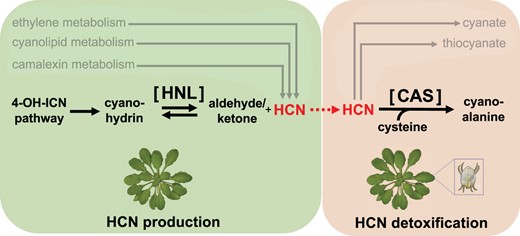 HCN production (left, green box) and detoxification (right, orange box) in plants and herbivorous arthropods. Plants employ several pathways to produce and detoxify their own HCN. Herbivores share the same HCN detoxification pathways as those in plants. Arnaiz et al. (2022) showed that HNL and CAS in the highlighted pathway confer mite resistance in Arabidopsis thaliana and HCN tolerance in the polyphagous two-spotted spider mites (Tetranychus urticae), respectively. Figure adapted from Arnaiz et al. (2022), Figure 1 with the A. thaliana image by Charles Andrès and two-spotted spider mite illustration by Thai-An D. Nguyen.