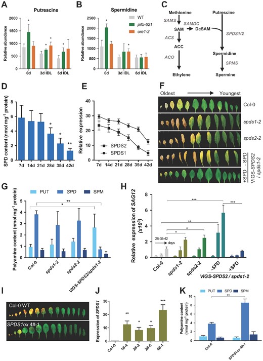 Endogenous SPD content decreases with leaf aging. Abundance of PUT (A) and SPD (B) in IDLs of WT, pif5-621, and ore1-2 across a 6-day time course. n = 3 ± sd. *P < 0.05, Student’s t test versus WT. C, Scheme illustrating biosynthesis of ethylene and SPD. Ethylene biosynthesis starts with the conversion of S-adenosyl-l-methione (SAM), which is converted from methionine by SAM synthase (SAMS), into 1-aminocyclopropane-1-carboxylic acid (ACC) by the enzyme ACC synthase (ACS). ACC can then be converted to the end product ethylene by ACC oxidase (ACO). SAM decarboxylase (SAMDC1/4) converts SAM into decarboxylated SAM (DcSAM). SPD is synthesized from PUT and DcSAM by SPDS (SPDS1/2). SPD is further metabolized to spermine by spermine synthase (SPMS). D, SPD content in the fourth leaf of WT (Col-0) at different developmental stages: 7-, 14-, 21-, 28-, 35-, and 42-day-old. Student’s t test, *P < 0.05, **P < 0.01; n = 3 ± sd. E, Transcript abundance of SPDS1 and SPDS2 in the fourth leaf across the same time course. n = 3 ± sd, and two technical replicates were performed. F, Senescence phenotype of spds1-2, spds2-2, VIGS-SPDS2/spds1-2, and WT plants. VIGS-SPDS2/spds1-2 plants were treated with 10 μM SPD. Rosette leaves detached from 45-day-old plants were arranged according to their age. G, PA contents in SPDS1/2 loss-of-function mutants. PAs were isolated from the fourth leaves of each line (30-day-old) and measured by HPLC. Bars represent mean ± sd (n = 3) (Student’s t test, *P < 0.05, **P < 0.01). H, RT-qPCR analysis of SAG12 expression. Bars represent mean ± sd (n = 3) (Student’s t test, *P < 0.05, **P < 0.01, ***P < 0.001). I, The senescence phenotype of SPDS1ox. Rosette leaves of 6.5-week-old Col-0 and SPDS1ox were detached and arranged according to their age. J, RT-qPCR analysis of SPDS1 expression in SPDS1ox lines. K, Determination of SPD contents in SPDS1ox plants as described in G. J and K: mean ± sd; n = 3; Student’s t test, *P < 0.05, **P < 0.01, ***P < 0.001.