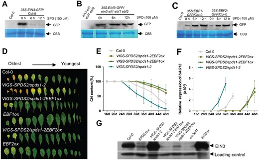 SPD delays leaf senescence via antagonistically regulating ethylene pathway. A, EIN3 protein accumulation in 35S:EIN3-GFP/Col-0 plants upon treatment with SPD. A nonspecific band was used as a loading control in the CBB. B, SPD-induced EIN3 protein degradation depends on EBF1/2. 35S:EIN3-GFP/ein3 eil1 ebf1 ebf2 seedlings treated with SPD were used for protein extraction. C, EBF1/2 protein accumulation in 35S:EBF1/2-GFP/Col-0 plants upon treatment with SPD. D, The senescence phenotype of 45-day-old plants. E, Measurement of the chlorophyll contents. Error bars indicate sd (n = 24). F, RT-qPCR analysis of SAG12 expression. Error bars indicate sd (n = 3). G, Immunoblot assay of EIN3 protein accumulation. EIN3ox and ein3 eil1 were used as the positive and negative controls, respectively.