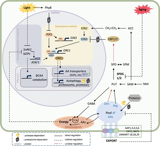 Model summarizing the metabolic regulation of the transcriptional module controlling the induction of leaf senescence in response to light stress and aging. For details, see text. Arg, arginine; Met, methionine; Orn, ornithine, SPM, spermine.