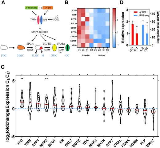Transcript abundance of stomatal development-related genes between C3 and C4Flaveria species. A, A model of the signaling pathway for the stomatal development in Arabidopsis (Zoulias et al., 2018). In the signaling pathway, the arrow represents activation, other represents inhibition. A protodermal cell (PDC, white) becomes a meristemoid mother cell (MMC, orange), which divides asymmetrically into two daughter cells, with one being a meristemoid (M, red) and the other being a stomatal-lineage ground cell (SLGC). The M cell develops into a guard mother cell (GMC, yellow); the SLGC develops into a pavement cell (PC). The GMC conducts a symmetrical division to produce two equal-sized guard cells (GC, green). EPF1, EPF2, and STOMAGEN competitively bind to receptors ER and TMM, which can deliver a signal to the YDA MAPK cascade. SPCH, MUTE, and FAMA ultimately are inactivated through phosphorylation by the YDA MAPK cascade. A subtilisin-like protease SDD1 negatively regulates stomatal development. SCRM interacts with SPCH, MUTE, and FAMA to regulate stomatal development. Flp negatively regulates GMC cell division and delay the transition from GMC to GC. B, Comparison of the expression of stomatal developmental related genes between juvenile and mature leaves. Data are from 1KP (One Thousand Plant Transcriptomes, 2019). Each gene was standardized by z score. Cro, pri, tri, and bid, respectively, indicates Flaveria cronquistii (C3), Flaveria pringlei (C3), Flaveria trinervia (C4), and Flaveria bidentis (C4). C, The foldchanges of stomatal development-related genes between the C3 and C4Flaveria species. Foldchange means the ratio between the gene expression in a C3Flaveria species and gene expression in a C4Flaveria species under the same leaf development stage and growth condition as the C3Flaveria species. The expression data were from Billakurthi et al. (2018), Mallmann et al. (2014), Gowik et al. (2011), and 1KP (One Thousand Plant Transcriptomes, 2019). The asterisks represent statistically significant differences between C3 and C4Flaveria species (*P < 0.05, **P < 0.01, Mann–Whitney U test, two-tailed distribution, unpaired). The red lines indicate median. D, Relative expression level determined by RT-qPCR and expression level determined by RNA-seq of FSTO (FSTOMAGEN) in rob and bid. (n = 4, biologically independent replicates.) RPKM indicates reads per kilobase per million mapped reads. Error bar indicates sd. The asterisks represent statistically significant differences (P < 0.05, t test, two-tailed distribution, unpaired).