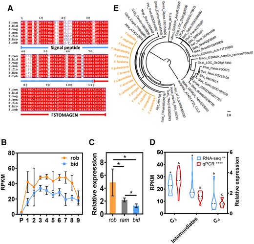 Expression level of FSTOMAGEN at different stages of C4 evolution. A, Protein conservation analysis of the homologs of FSTOMAGEN between different species in the Flaveria genus. The amino acid regions marked by blue line and red line represent the signal peptide and the functional domain of STOMAGEN, respectively. Red letters represent conserved amino acids in most species; white letters with red background represent amino acids conserved across all species. B, Expression levels of FSTOMAGEN determined by RNA-seq at the different developmental stages of leaves in rob and bid. RNA-seq data was from Billakurthi et al. (2018). P denotes leaf primordia. Approximate leaf length for the different leaf stages was 0.3 cm (stage 1), 0.5 cm (stage 2), 1.5 cm (stage 3), 2 cm (stage 4), 3 cm (stage 5), 4 cm (stage 6), 6 cm (stage7), 8 cm (stage 8), and 10 cm (stage 9). RPKM indicates reads per kilobase per million mapped reads (n = 4). C, Comparison of relative expression levels of FSTOMAGEN between rob, ram, and bid (n = 3) by RT-qPCR. The asterisks represent statistically significant differences (P < 0.05, t test, two-tailed distribution, unpaired). D, Comparison of the expression levels of FSTOMAGEN between different species with different photosynthetic types in Flaveria genus. For RT-qPCR, C3 species include pri (n = 5) and rob (n = 13), intermediate species includes ang (n = 3), ram (n = 5), and vag (n = 3), C4 species include tri (n = 4), aus (n = 3), bid (n = 4), and koc (n = 3). For RNA-seq, C3 species include pri (n = 4) and rob (n = 4), intermediate species includes ano (n = 4), pub (n = 4), chl (n = 4), bro (n = 4), C4 species include tri (n = 4) and bid (n = 4). RNA-seq data was from Mallmann et al. (2014). Dashed lines indicate median. Dotted lines indicate lower quartile and upper quartile. E, Phylogenetic tree for FSTOMAGEN. Orange represents the Flaveria species. The gene tree of STOMAGEN based on ML method. The relative expression indicates the measurements with RT-qPCR and the others were measured with RNA-seq. The geometric means of EF1a and ACT7 were used as the reference in the calculation of expression levels for other genes. Error bars indicate sd. The asterisks represent statistically significant differences, one-way ANOVA: *P < 0.05, **P < 0.01, ***P < 0.001, and ****P < 0.0001; different letters represent statistically significant differences, Tukey’s multiple test (α = 0.05).