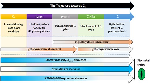 Schematic of the tactic change in the C4 syndrome in the current C4 evolution model. The positions of the C4 syndromes in the current C4 evolution model are shown. The arrows represent the gradual enhancement or weakening of features over the entire evolutionary gradient. Color deepening means enhancement, lighter color means weakening. The parts related to the stomatal traits are indicated by a pictorial stoma. The rest of the content originates from previous research on photosynthesis in Flaveria genus (McKown and Dengler, 2007; Kocacinar et al., 2008; Vogan and Sage, 2011; Schulze et al., 2013; Mallmann et al., 2014; Sage et al., 2014; Stata et al., 2016, 2019;Taniguchi et al., 2021).