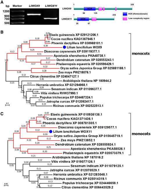 Full-length cloning and phylogenetic tree of LlWOX9 and LlWOX11. A, Full-length cloning and domain prediction of LlWOX9 and LlWOX11. B, Neighbor-joining tree of the LlWOX9 amino acid sequence of L. lancifolium and WOX9 amino acid sequences from other species. C, Neighbor-joining tree of the LlWOX11 amino acid sequence of L. lancifolium and WOX11 amino acid sequences from other species. Bootstrap values from 1,000 replicates were used to assess the robustness of the tree.