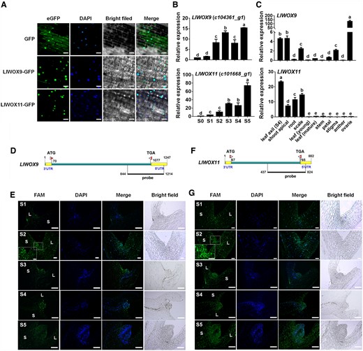 Subcellular localization, expression patterns, and FISH of LlWOX9 and LlWOX11. A, Subcellular localization of LlWOX9-GFP and LlWOX11-GFP proteins in L. lancifolium leaf epidermal cells with DAPI staining. Scale bars = 50 μm. B, LlWOX9 and LlWOX11 expression during bulbil formation. C, LlWOX9 and LlWOX11 expression in different tissues. Values are means ± sd (n = 3). Lowercase letters (a–d in B; a–e in C) indicate significantly different values (Student’s t test, P < 0.05). D, Gene-specific probe of LlWOX9 used in FISH. E, FISH of LlWOX9 during bulbil formation. F, Gene-specific probe of LlWOX11 used in FISH. G, FISH of LlWOX11 during bulbil formation. L, leaf; S, stem. Scale bar in (A) S2 and (B) S1 and S2, 100 μm. Scale bar in (A) S1 and S3–S5 and (B) S3–S5, 500 μm.