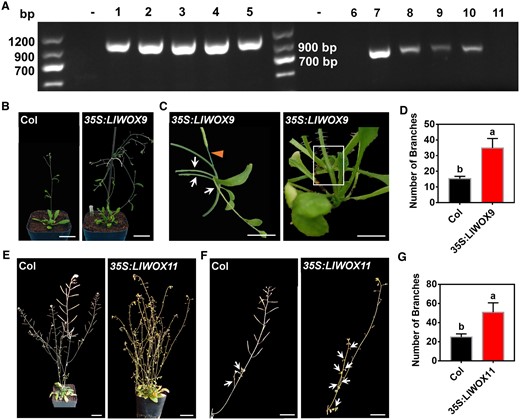 The phenotypes of 35S:LlWOX9 and 35S:LlWOX11 transgenic lines and wild-type A. thaliana plants. A, The transgenic plants of the T3 generation of A. thaliana were detected by PCR. “−” indicates the negative control. 1–5 represent different transgenic lines overexpressing LlWOX9, 6–11 represent different transgenic lines overexpressing LlWOX11. B, The branching phenotypes of wild-type Col and transgenic plants overexpressing LlWOX9. Scale bar is 3 cm. C, The phenotypes of transgenic plants overexpressing LlWOX9. The arrows represent multiple branches in one leaf axil; the triangle represents abnormal branches, and the white box represents abnormal elongation of stem internodes. Scale bar is 1 cm. D, The numbers of branches on wild-type Col and transgenic plants overexpressing LlWOX9. n = 10 plants for each repeat. Values are means ± sd (n = 3). Lowercase letters in (c) and (e) indicate significantly different values (Student’s t test, P < 0.05). E, The branching phenotypes of wild-type Col and transgenic plants overexpressing LlWOX11. Scale bar is 3 cm. F, The inflorescence branching phenotypes of wild-type Col and transgenic plants overexpressing LlWOX11. The arrows represent branches in leaf axil. Scale bar is 2 cm. Images in (B), (C), (E), and (F) were digitally extracted for comparison. G, The numbers of branches on wild-type Col and transgenic plants overexpressing LlWOX11. n = 10 plants for each repeat. Values are means ± sd (n = 3). Lowercase letters in (C) and (E) indicate significantly different values (Student’s t test, P < 0.05).