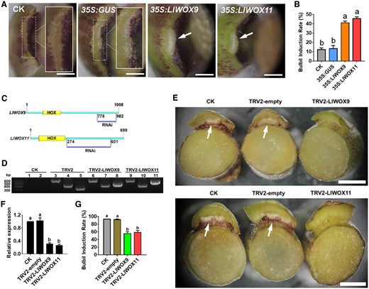 Phenotype and relative expression of LlWOX9 and LlWOX11 in leaf axils after overexpressing or silencing LlWOX9 and LlWOX11. A, The phenotype of the leaf axil after the transient overexpression of LlWOX9 and LlWOX11. The white boxes show an enlargement of the indicated portion of the leaf axil. The arrows show the bulbil has formed in leaf axil. Scale bar is 1 mm. B, The bulbil induction rate after the transient overexpression of LlWOX9 and LlWOX11. Values are means ± sd (n = 3). Lowercase letters indicate significantly different values (Student’s t test, P < 0.05). C, Specific fragments of genes used in VIGS experiments. D, PCR was used to detect the presence of the TRV1 and TRV2 viruses in the leaf axils. CK is the negative control, TRV2 is the positive control. Lanes 1, 3, 6, and 9 show TRV1 detection; 2, 4, 7, and 10 show the detection of coat proteins in TRV2; and lanes 5, 8, and 11 show the detection of inserts in TRV2. E, The phenotype of the leaf axil after silencing LlWOX9 and LlWOX11. The arrows show the bulbil has formed in leaf axil. Scale bar is 5 mm. F, The relative expression of LlWOX9 and LlWOX11 in leaf axils after silencing LlWOX9 and LlWOX11. n = 20 plants for each repeat. Values are means ± sd (n = 3). Lowercase letters in (B), (F), and (G) indicate significantly different values (Student’s t test, P < 0.05). G, The bulbil induction rate after silencing LlWOX9 and LlWOX11. n = 20 plants for each repeat. Values are means ± sd (n = 3). Lowercase letters indicate significantly different values (Student’s t test, P < 0.05).