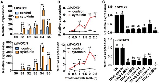 Expression of LlWOX9 and LlWOX11 after treatment with 6-BA and type-B LlRR silencing. A, Expression of LlWOX9 and LlWOX11 after treatment with 4-μM 6-BA during bulbil formation. Values are means ± sd (n = 3). Asterisks indicate significantly different values (Student’s t test, *P < 0.05 and **P < 0.01). B, Expression of LlWOX9 and LlWOX11 in leaf axils at stage S4 after 10-mM 6-BA treatment. Values are means ± sd (n = 3). Asterisks indicate significantly different values (Student’s t test, *P < 0.05 and **P < 0.01). C, Expression of LlWOX9 and LlWOX11 after type-B LlRR silencing. Values are means sd (n = 3). Lowercase letters indicate significantly different values (Student’s t test, P < 0.05).