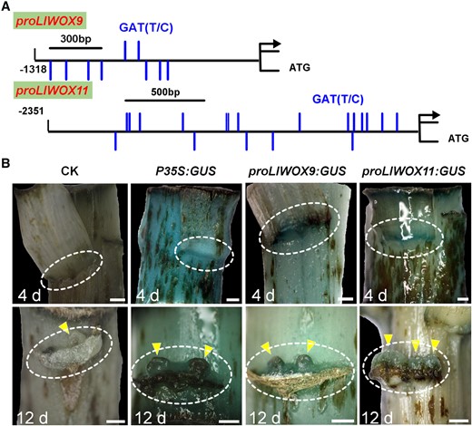 Detection of LlWOX9 and LlWOX11 promoter activity. A, The LlWOX9 and LlWOX11 promoters contain a large number of type-B RR binding elements. B, The expression of GUS was driven by the 35S, LlWOX9, and LlWOX11 promoters, and GUS staining was performed in L. lancifolium stems after cultured 4 and 12 days. The stems were digitally extracted for comparison. The circles indicate leaf axils and triangles indicate bulbils. Scale bar in (B) is 1 mm.