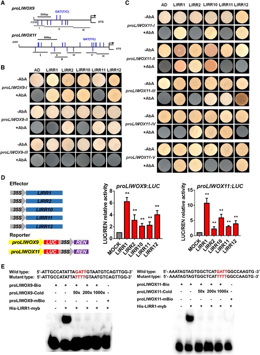 Yeast one-hybrid and dual-luciferase reporter assays and EMSAs of type-B LlRRs with the LlWOX9 and LlWOX11 promoters. A, Division of the LlWOX9 and LlWOX11 promoters into fragments according to the location of type-B RR binding elements (GATT/C). B, Y1H assays between five type-B LlRRs and LlWOX9 promoter fragments. C, Y1H assays between type-B LlRRs and LlWOX11 promoter fragments. D, The transient activation test in N. benthamiana leaves verified the transcriptional activation ability of the five type-B LlRRs toward the LlWOX9 and LlWOX11 promoters. Values are means ± sd (n = 3). Asterisks indicate significantly different values (Student’s t test, **P < 0.01). e, The binding ability of His-LlRR1 protein toward the proLlWOX9-1 and proLlWOX11-2 fragments was verified by EMSAs. The binding element GATT was mutated to TTTT in the mutant probe.