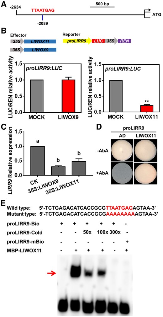 The interaction between LlWOX11 and the LlRR9 promoter was verified by dual-luciferase reporter and Y1H assays and EMSA. A, A WOX-binding element (TTAATGAG) in the promoter of LlRR9. B, The transient activation test in N. benthamiana leaves verified the transcriptional activation ability of LlWOX9 and LlWOX11 toward the LlRR9 promoter. Values are means ± sd (n = 3). Asterisks indicate significantly different values (Student’s t test, **P < 0.01). C, The expression of LlRR9 after overexpression LlWOX9 and LlWOX11. Values are means ± sd (n = 3). Lowercase letters indicate significantly different values (Student’s t test, P < 0.05). D, The binding ability of LlWOX11 toward the LlRR9 promoter was verified by Y1H assay. E, The binding ability of the MBP-LlWOX11 protein toward the proLlRR9 fragment was verified by EMSA. The binding element TTAATGA was mutated to AAAAAAA in the mutant probe.