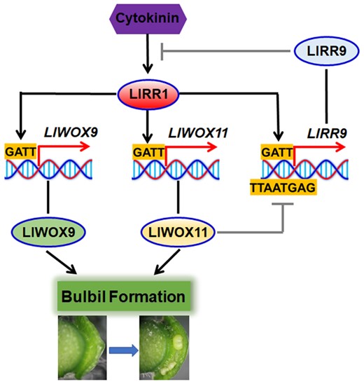 Model of WOX gene cooperation with cytokinin signaling to regulate the bulbil formation.