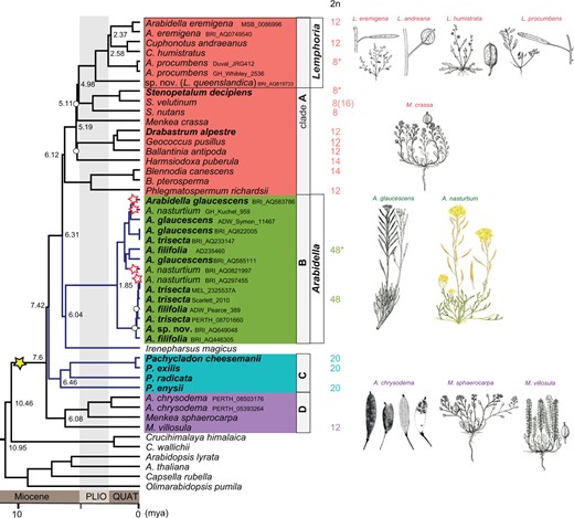 Plastome phylogeny of Microlepidieae. A simplified ML phylogeny based on concatenated 76 plastid PCGs (see Supplemental Figure S8 for a full version of the tree). Four intra-tribal clades were retrieved as clade A (the crown group), B (Arabidella), C (Pachycladon), and D (A. chrysodema and two Menkea spp.); blue-colored branches highlight slowly diploidizing clades and perennial species are in bold. Chromosome counts (2n) for the analyzed accessions are given, asterisked chromosome counts were established in this study. The yellow star indicates the tribe-specific allotetetraploidization, while red stars represent the minimal number of neo-mesotetraploid WGDs in Arabidella based on chromosome counting and cytogenomic analyses (Figure 2). Numbers within the tree represent divergence-time estimates based on MCMC tree analysis (Supplemental Figure S8). White circles at tree nodes represent bootstraps <90. PLIO: Pliocene, QUAT: Quaternary.