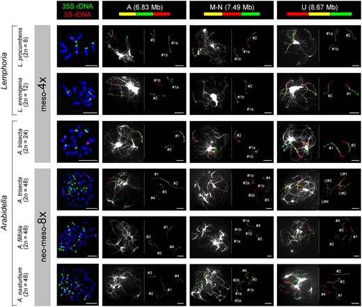 Cytogenetic analysis of Arabidella and Lemphoria genomes. The left side panel shows mitotic chromosome counts and FISH localization of 5S and 35S rDNA probes. The remaining panels display identification of three ancestral genomic blocks (GBs) by CCP on pachytene chromosomes of Arabidella/Lemphoria species. Two genomic copies of GBs (#1, #2) in Lemphoria spp. and the diploid cytotype of A. trisecta (2n = 24) reflect the tribe-specific mesotetraploid WGD. The four genomic copies (#1–#4) in the tetraploid cytotype of A. trisecta and two other Arabidella spp. (all 2n = 48) correspond to the mesotetraploid WGD plus an additional genome duplication(s). DNA probes were detected as fluorescence of Cy3 (yellow), Alexa 488 (green) and Texas Red. Chromosomes at mitosis and pachytene were counterstained with DAPI. Scale bars, 10 µm.