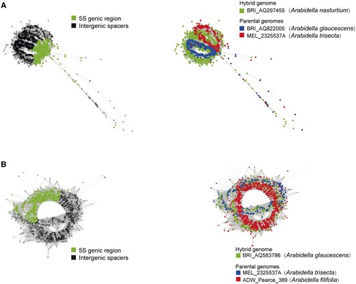 Graphical output of the three-genomic comparative 5S rDNA analyses including presumable hybrid and parental genomes. The results were visualized in two ways to show the clustering patterns of 5S genic region versus IGS domains, as well as the source of the input reads. A, Comparison between the hybrid accession BRI_AQ297455 (Arabidella nasturtium) and its putative parental accessions BRI_AQ822005 (A. glaucescens) and MEL_2325537A (A. trisecta). B, Comparison between the assumed hybrid accession BRI_AQ583786 (A. glaucescens) and its putative parental accessions MEL_2325537A (A. trisecta) and ADW_Pearce_389 (A. filifolia).