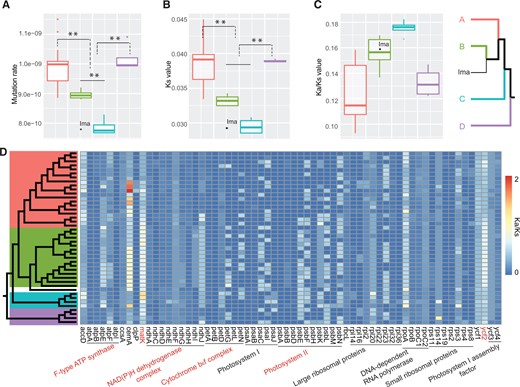 Mutation rate variation and selective pressure among the four intra-tribal Microlepidieae clades. A–C, Boxplots showing the difference in substitution rates (A), Ks (B), and Ka/Ks (C) of plastome genes between Microlepidieae species with fast (the crown group and Clade D, n = 18, 4) and slow diploidization rates (Arabidella, Irenepharsus, and Pachycladon, n = 15, 1, and 4, respectively). The plastid genes of C. himalaica were used as the reference. Boxes indicate the first and third quartiles, and horizontal bars represent the median values for each clade. Color coding in (A)–(C) corresponds to intra-tribal clades in simplified plastome phylogeny at the far right (clade A: the crown group, clade B: Arabidella; clade C: Pachycladon; clade D: Arabidella chrysodema/Menkea spp., Ima: I. magicus). D, The heatmap of Ka/Ks values sorted according to gene functions (x-axis) and the plastome phylogeny (y-axis). Red lettering indicates significant differences between fast and slowly diploidizing clades (P < 0.01; two-tails t test).
