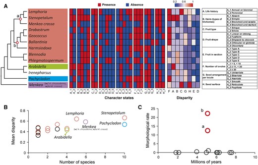 Morphological trait evolution across Microlepidieae. A, The simplified plastome phylogeny with heatmaps showing the PAV of 27 character states of 8 traits and the disparity for each trait realized at the genus level (see Supplemental Tables S10–S11). The circles (a and b) in the phylogeny indicate weakly supported nodes shown in Figure 1. The color scale bar indicates the range of disparity. The columns of disparity are sorted by the mean values for all genera, with the highest value on the left. The eight traits (A–H) and their states are listed in the rightmost box; states of trait E are detailed in Supplemental Figure S16. B, The relationship between mean disparity for all traits and species number across genera (see Supplemental Table S11 for more details). Colors correspond to four clades in (A) or otherwise indicate genera either not assigned to a clade or not included in the phylogeny in (A). C, Morphological evolutionary rate (i.e. the number of character changes myr) across Microlepidieae. Each circle represents an internal node in the phylogeny in (A); circles a and b represent outlier nodes with rapid morphological changes.