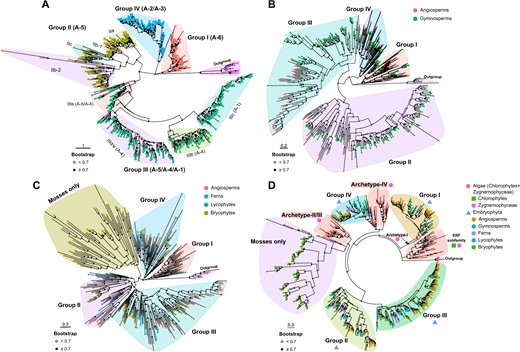 The DREB subfamily of extant angiosperms originated from three ancient archetypal genes. A, Phylogenetic analysis of the DREB subfamily members in 21 representative angiosperm genomes. B, Phylogenetic analysis of the DREB subfamily members in two angiosperm genomes (A. thaliana and B. distachyon) and three representative gymnosperm genomes (G. biloba, P. abies, and P. taeda). C, Phylogenetic analysis of the DREB subfamily members in two angiosperm genomes (A. thaliana and B. distachyon), two monilophyte genomes (A. filiculoides and S. cucullata), one lycophyte genome (S. moellendorffii), and three bryophyte genomes (M. polymorpha, P. patens, and S. fallax). D, Phylogenetic analysis of the ERF family in green plants with protein sequences from OneKP database. All ML trees were built using the AP2 domains (A) or the full-length protein sequences (B, C, and D) by FastTree with the JTT+CAT+G20 model. The RAV (related to ABI3/VP1) proteins were selected as outgroup for rooting the phylogenetic trees. The angiosperm proteins were used as control for grouping in (B) and (C). The solid dots on the internal nodes indicate bootstrap value ≥0.7 and the hollow dots indicate bootstrap value <0.7. Scale bars indicate substitutions per site. The colors of external nodes and background in (A) indicate different groups or subgroups of the DREB subfamily. The colors of external nodes in (B), (C), and (D) correspond to the taxonomy listed at the upper right corner of each figure. The background color of each clade in (B), (C), and (D) indicate different groups of the DREB subfamily (B, C) or the ERF subfamily (D). The symbolic points near clade labels in (D) correspond to the taxonomy at the upper right corner.