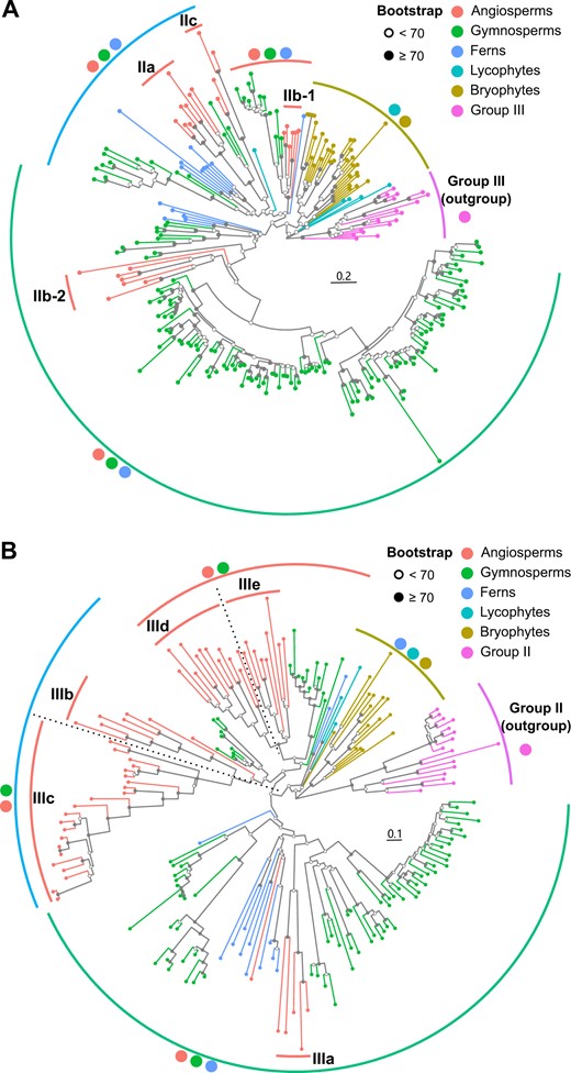 Groups II and III in the DREB subfamily have undergone the most numerous expansions during plant evolution. The full-length protein sequences from eleven representative land plants, including angiosperms (A. thaliana and B. distachyon), gymnosperms (G. biloba, P. abies, and P. taeda), ferns (A. filiculoides and S. cucullata), lycophyte (S. moellendorffii), and bryophytes (M. polymorpha, P. patens, and S. fallax), were used for the phylogenetic analyses of group II (A) and group III (B). The phylogenetic analyses were conducted using RAxML with the JTT + I + G4 model for 1,000 bootstrap replications. The group III proteins (A) and group II proteins (B) were selected as outgroup for rooting the phylogenetic trees, respectively. The solid dots on the internal nodes indicate bootstrap value ≥70 and the hollow dots indicate bootstrap value <70. Scale bars indicate substitutions per site. The branch colors and symbolic points near clade labels correspond to the taxonomy listed at the upper right corner of each figure. Support trees with other methods are displayed in Supplemental Figures S7 and S8 (for groups II and III, respectively).