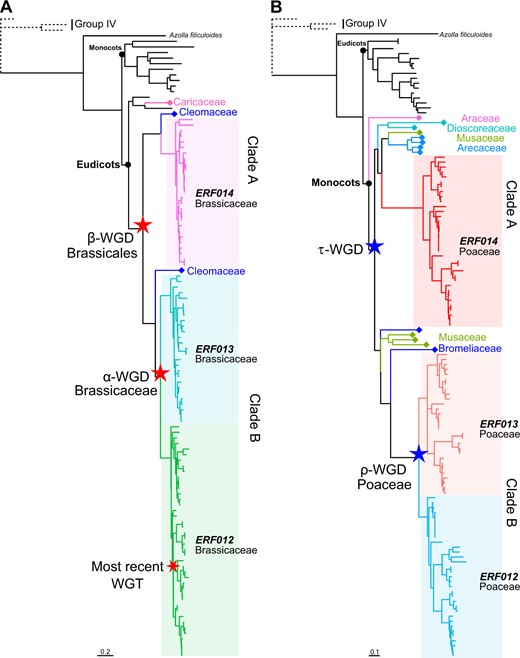 The DREB subgroup IIb-1 genes in Brassicaceae and Poaceae are gained and expanded as a result of polyploidy events. Phylogenetic analyses of subgroup IIb-1 members in Brassicaceae (A) and Poaceae (B) were conducted using ML and Bayesian methods with JTT + I + G4 model, respectively. The support trees with more detailed information are displayed in Supplemental Figures S12 and S14 (for Brassicaceae and Poaceae, respectively). Group IV proteins were used as outgroup (dotted lines in (A) and (B)). Scale bars indicate substitutions per site. The colors of branches with diamond symbol on external nodes correspond to the taxonomic information behind the symbols. The background colors and the corresponding branch colors correspond to the paralogous gene information of the clade. Stars indicate the polyploidy events during plant evolution.