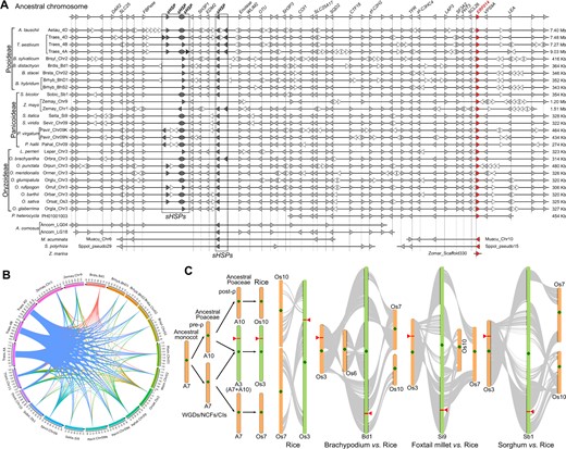 ERF014 is located on a genomic segment highly conserved in Poaceae. A, Microsynteny of Poaceae-specific blocks containing ERF014s in representative Poaceae genomes and their common ancestral chromosomal segment. The gene locations on the chromosomes are not drawn to scale, with the actual length labeled at the end of each segment. Arrowheads indicate the genes and their directions corresponding to the infomation below (A). Syntenic genes among species are aligned and connected by vertical dashed lines. The chromosomal regions containing the sHSP gene cluster are marked with rectangles. B, The circos plot showing the conserved syntenic blocks haboring ERF014s in representative Poaceae genomes according to the synteny. The circle indicates the chromosomes of 14 representative Poaceae species where ERF014s are located. The colored bands linking chromosome pairs indicate syntenic blocks shared by the connected chromosomes. C, The evolutionary history of the ancestral ERF014-harboring chromosomal segment reconstructed according to the syntenic analysis in (A). The protochromosomes in ancestral genomes (ancestral monocot and APGs) and representative extant Poaceae genomes (Brachypodium, foxtail millet, rice, and sorghum) are represented with color bars with diamonds indicating the centromeric regions. Lines link the syntenic gene pairs among intra-genomes and inter-genomes. Triangles and rectangles indicate the locations of ERF014-containing chromosomal segments in Poaceae genomes.