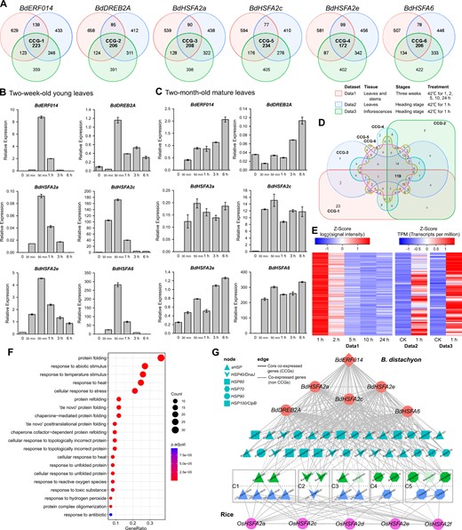 BdERF014 might engage in HSR by cross-talking with preexisting HSFAs-HSPs signaling pathways. A, Venn diagram showing overlap of the genes highly co-expressed with BdERF014, BdDREB2A, BdHSFA2a, BdHSFA2c, BdHSFA2e, BdHSFA6, respectively, under heat stress conditions. The numbers of genes in each region of the diagram are indicated. B and C, The expression analysis of BdERF014 and five typical heat-stress responsive TF genes under heat stress. After treated at 42°C, the leaves of the 2-week-old seedlings (B) and the two-month-old plants (C) were harvested for the expression analysis. β-Actin gene was used as the internal control for normalization. The relative expression levels were calculated by the 2−ΔCt method. The error bars indicate the SE of three independent biological replicates. D, Venn diagram showing overlap of the CCGs identified in (A). E, Heatmap revealing the expression of CCGs of BdERF014. F, The top 20 GO terms enriched in CCGs of BdERF014. G, Co-expression network of the CCGs of heat stress related TF genes in B. distachyon and rice. Diamond and circular nodes indicate TF genes of B. distachyon and rice. Nodes with other shapes correspond to the groups in the legend. Five rectangular boxes indicate the five HSP gene clusters, C1–C5, respectively. Brachypodium distachyon genes are above the dotted line and rice genes are below. Edge types correspond to the edge information in the legend.