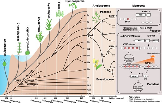 Summary model for the origin, evolution, and neofunctionalization of the Pooideae ERF014s. The AP2 family and the common ancestor of the RAV and ERF families have evolved independently in green plants. The split of the RAV and ERF families occurred in the common ancestor of Zygnemophyceae and Embryophyta. The DREB subfamily originated from the ERF subfamily in the common ancestor of Zygnemophyceae after the divergence of Charophyceae and Zygnemophyceae. The ancestral archetypal DREB genes expanded into three archetypal groups of land plants in Zygnemophyceae. One of the three groups, group archetype-II/III, broadly expanded during land plant radiation, resulting in nine subgroups in angiosperms and one moss-specific group in mosses (left panel). Subgroup IIb-1 genes have evolved independently in the radiation of dicots and monocots. After three paleopolyploidy events in Brassicaceae and two in Poaceae, five parologs of subgroup IIb-1 in Brassicaceae, and three in Poaceae were detected in this study, respectively (middle panel). We infer that one duplicate of ERF014s was lost in each of the taxonomic families after the WGDs (dotted lines in middle panel). The orthologs of monocot ERF014s have undergone chromosomal rearrangements to form sHSP-ERF014 locus in Poaceae and neofunctionalized to response to heat stress in Pooideae (right panel). The time shown in the time scales is from Morris et al. (2018) and Wu et al. (2020).