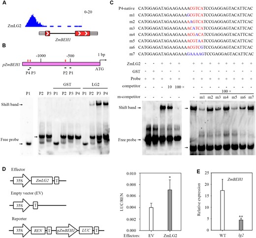 ZmLG2 directly regulates the expression of ZmBEH1. A, ChIP-Seq shows that ZmLG2 binds to the ZmBEH1 promoter. B, EMSA of ZmLG2 binding to the promoter of ZmBEH1. Top, diagram of the promoter fragments of ZmBEH1. The locations of four Biotin-labeled probes named P1-P4 are indicated by black lines. Red arrows indicate the probes that can be bound by ZmLG2. Bottom, ZmLG2 directly binds to P2-P4 probes with different affinities in EMSA. Black arrows indicate the positions of the bound complex and free probe. GST is the control of ZmLG2-GST. C, Top, diagram of the P4 native and mutated (m1 to m7) fragments acting as probes in EMSA. The ZmLG2 binding motif is labeled in red, and the nucleotide substitutions in the mutated fragments (m1 to m7) are labeled in blue. Bottom, ZmLG2-GST, but not GST by itself, specifically binds to the Biotin-labeled ZmBEH1 P4 probe. Ten- and 100-fold excess amounts of the unlabeled probe were used to compete for the binding of the ZmLG2 protein to the labeled probe. m1 to m7 unlabeled mutated probes were used as competitors (m-competitor) at 100-fold in EMSA. “−” indicates the absence of this component. “+” indicates the presence. Black arrows indicate the positions of the bound complex and free probe. D, Dual-luciferase assay shows relative transactivation of ZmLG2 to the ZmBEH1 promoter. The coding sequence of ZmLG2 driven by the 35S promoter was used as an effector, and the empty vector (EV) was used as an effector control in the transient luciferase assay performed in maize protoplasts. The vector with the REN gene driven by a 35S promoter and firefly luciferase (LUC) gene driven by the promoter sequence from ZmBEH1 was used as the reporter. The LUC/REN ratio represents the relative activity of the promoters. n = 5. E, RT-qPCR analyses show the relative expression of ZmBEH1 in the ligular region of WT and lg2 mutants. Total RNA was isolated from the ligular region of V3 leaves when the seedlings were grown for 18 d. n = 7. Error bars indicate SD. Statistical significance was determined by a two-sided t test: *P < 0.05, **P < 0.01.
