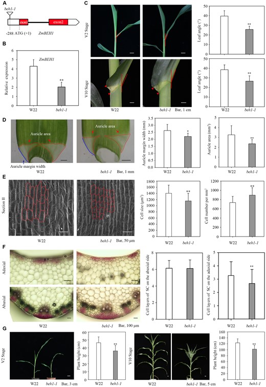 Phenotypes of beh1-1 plants. A, Uniform Mu-mediated insertion of ZmBEH1. A maize transposon-insertion line beh1-1 was obtained from the maize Uniform Mu resource, which carried a Mu insertion (UFMu-13557) in the 5′-UTR of ZmBEH1. B, Expression of the ZmBEH1 gene in WT inbred line W22 and beh1-1 plants at the V2 stage. C, Leaf angle changes between W22 and beh1-1 plants at the V2 and V10 stages. The leaf angles of the second and sixth leaves were measured at the V2 and V10 stages, respectively. n = 20. D, Quantitative measurement of auricles in W22 and beh1-1 plants at the V2 stage. Twenty replicates were used for auricle margin width and area. E, Scanning electron microscopic observation of auricles in W22 and beh1-1 plants at the V2 stage. The auricles were divided into three parts (I–III), representing the midrib, 1/2 and the margin of the auricle (Supplemental Figure S5B). Part II of the auricle is presented here, and partial cellular outlines are labeled. Four replicates were used for SEM. F, Cross-sections of the ligular region from W22 and beh1-1 plants at the V2 stage. The sclerenchyma cell (SC) layers were stained red with safranin. The number of SC cell files on the adaxial and abaxial sides was calculated from 10 replicates. G, Plant height of W22 and beh1-1 plants at the V2 and V10 stages. n = 20. Error bars are SD. *P < 0.05, **P < 0.01 determined by Student’s t test.