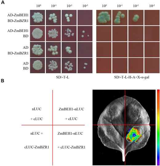 ZmBEH1 interacts with ZmBZR1. A, Interaction between ZmBEH1 and ZmBZR1 in yeast two-hybrid assays. Different concentrations of cotransformed yeast cells were spotted on synthetic dropout (SD) medium without tryptophan and leucine (SD/-T-L) or without tryptophan, leucine, histidine, and adenine plus 20 mg/mL X-α-gal (SD/-T-L-H-A + X-α-gal). B, Interaction between ZmBEH1 and ZmBZR1 in the split luciferase assay.