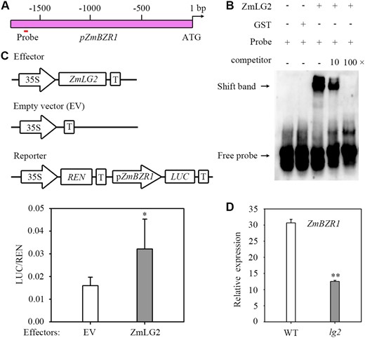 ZmLG2 directly activates the expression of ZmBZR1. A, Diagram of the promoter fragments of ZmBZR1. The location of the binding site is indicated. B, ZmLG2 directly binds to the ZmBZR1 promoter in EMSA. “−” indicates the absence of this component. “+” indicates the presence. The arrows indicate the positions of the bound complex and free probe. GST is the control of ZmLG2-GST. C, ZmLG2 activated the expression of ZmBZR1 in a dual-luciferase assay. The coding sequence of ZmLG2 driven by the 35S promoter was used as an effector, and the empty vector (EV) was used as an effector control in the transient luciferase assay performed in maize protoplasts. The vector with the REN gene driven by a 35S promoter and firefly luciferase (LUC) gene driven by the promoter sequence from ZmBZR1 was used as the reporter. The LUC/REN ratio represents the relative activity of the promoters. n = 5. D, RT-qPCR analyses showing the relative expression of ZmBZR1 in the ligular region of WT and lg2 mutants. n = 7. Error bars indicate SD. *P < 0.05, **P < 0.01 determined by Student’s t test.