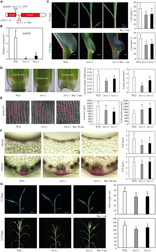 Characterization of bzr1-1 and bzr1-2 mutants. A, Gene model shows the inserted position of uniform Mu (UFMu-13537 and UFMu-03258) in the 1st exon (bzr1-1) and 1st intron (bzr1-2) of the ZmBZR1 gene. B, Expression analysis of ZmBZR1 in W22, bzr1-1 and bzr1-2 plants at the V2 stage. C, Leaf angle changes between W22 and bzr1-1 and bzr1-2 plants in the V2 and V10 stages, n = 20. D, Quantitative measurement of auricles in W22, bzr1-1 and bzr1-2 plants at the V2 and V10 stages. Twenty replicates were used for auricle margin width and area. E, Scanning electron microscopic observation of auricles in W22, bzr1-1 and bzr1-2 plants at the V2 stage. The auricles were divided into three parts (I–III), representing the midrib, 1/2 and the margin of the auricle (Supplemental Figure S5B). Part II of the auricle is presented here, and partial cellular outlines are labeled. Four replicates were used for SEM. F, Cross-sections of the ligular region from W22 and bzr1-1 and bzr1-2 plants at the V2 stage. The sclerenchyma cell (SC) layers stained red with safranin. The number of SC cell files on the adaxial (top) and abaxial sides (bottom) was calculated from 10 replicates. G, Plant height of W22 and bzr1-1 and bzr1-2 plants in the V2 and V10 stages. n = 20. Error bars are SD. Different letters above the columns indicate statistically significant differences between groups (Student’s t test).