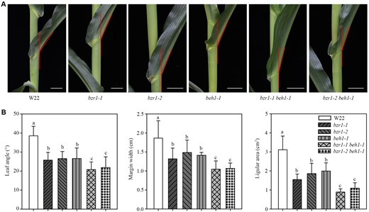 Leaf angle observation from single and double mutants of bzr1 and beh1. A, Leaf angle morphology of W22, single mutants of bzr1-1, bzr1-2, and beh1-1, double mutants of bzr1-1 beh1-1 and bzr1-2 beh1-1. Bar, 3 cm. B, Quantitative measurements of leaf angle (n = 20), auricle margin width (n = 10), and auricle area (n = 10) in W22 single and double mutants. Error bars are SD. Different letters above the columns indicate statistically significant differences between groups (Student’s t test).