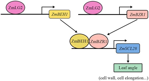 A proposed ZmLG2-ZmBEH1/BZR1-ZmSCL28 module regulates leaf angle in maize. ZmLG2 binds to the promoter of ZmBEH1 to activate its expression. ZmBEH1 interacts with ZmBZR1, which is also a direct target of ZmLG2, to regulate the expression of a downstream target gene, ZmSCL28. These proposed regulatory cascades may control the leaf angle size in maize.