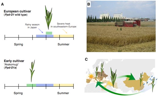 Wheat adaptation to local environments. A, Before the Strampelli breeding program, European cultivars flowered just before the dry summer (upper). The Japanese cultivar “Akakomugi” flowers before the rainy season in May–June (lower). B, The modern Japanese cultivar “Kinuakari” which is used for Japanese noodle (Udon), has grain ready to harvest at the beginning of June near Nagoya, Aichi Prefecture. C, Wheat was introduced into eastern Asia. The early flowering trait that escapes precocious germination on the ear was noted in old Chinese literatures (see text). “Akakomugi” was introduced into Italy by the Strampelli breeding program during the early 20th century.