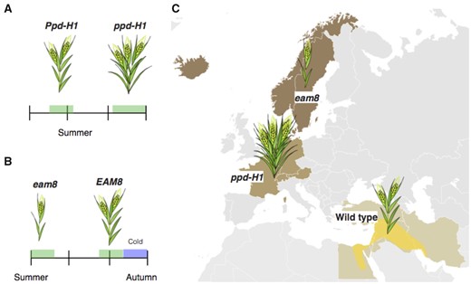 Barley adaptation to local environments. A, In western Europe, ppd-H1 alleles flower later than Ppd-H1 alleles, providing additional leaves that increase grain yield if the area is suitable for barley growth. B, eam8 (mat-a) mutations cause early flowering, enabling grain harvest before the onset of the cold season in northern Europe. C, Geographic distribution of barley cultivars.