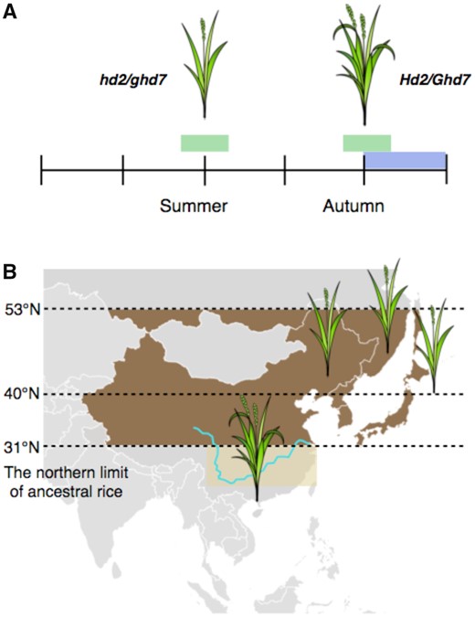 Rice adaptation into northern latitudes. A, Rice flowering is inhibited by long days in the summer at higher latitudes. hd2/ghd7 double mutants flower even under long days, enabling grain maturation before the cold season. B, The early flowering cultivars are now grown beyond the northern limits of ancient rice cultivation.