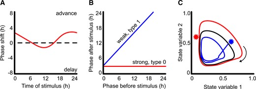 Different approaches allow visualization and analysis of the effects of zeitgebers on circadian oscillators. A, PRCs plot the effect of a stimulus on circadian phase dependent on the time at which a pulse of stimulus is added in otherwise constant conditions. B, Data used to generate PRCs can be plotted as a PTC in which the phase before stimulation is plotted against the phase after stimulation. The angle of the slope indicates the strength of entrainment. C, Limit cycle analysis plots the relationship between variables in the oscillator (e.g. expression levels of oscillator genes) through time in 2D space (black). A stimulus (star) causes phase advance (blue) or delay (red) dependent upon the point in the cycle in which the stimulus is added. In this example, the stimulus that caused the phase advance (blue) initiates the reduction in state variable 1 earlier than would have occurred without perturbation, which is why the phase is advanced. Axes for the limit cycle are normalized arbitrary units.