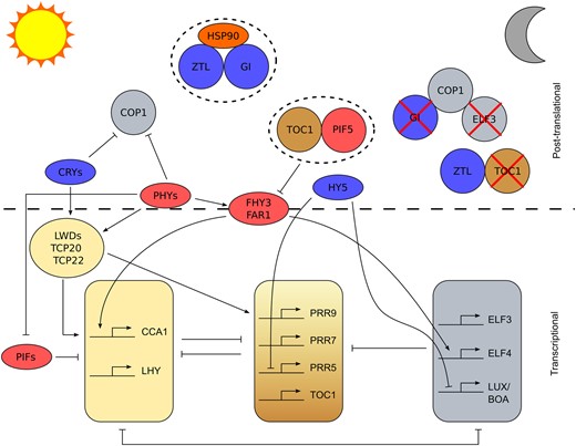 Mechanisms of light entrainment of the Arabidopsis circadian oscillator. Simplified schematic diagram illustrating different mechanisms by which light might entrain the Arabidopsis circadian oscillator. The transcriptional oscillator is depicted in the bottom half of the figure with components grouped as previously described (Fogelmark and Troein, 2014). Pointed arrow heads represent activation, flat heads represent repression. The top half of the figure outlines examples of posttranslational regulation with components in circles being involved in this type of regulation. Blue background indicates the protein is involved in blue light regulation of the oscillator and red indicates association with red light signalling of the clock. Dashed oval surrounding components paired together indicates stabilization, red cross indicates that component is degraded by the direct or indirect action of its uncrossed neighbor. The figure is approximately organized by time of day going from dawn on the left (sun) to night on the right (crescent moon).