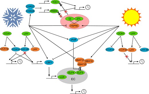 Simplified overview of potential temperature entrainment mechanisms. Schematic showing how cold (snowflake) and heat (sun) are transduced to the circadian clock. Circadian clock proteins are denoted by green ovals, components upregulated in the cold denoted by blue ovals, and components upregulated in the heat denoted by orange ovals. Dashed lines from CCA1 and LHY denote alternative splicing with CCA1α retaining the ability to bind to target DNA sequences and LHY-1R representing intron retaining splice variants that are targeted for nonsense-mediated decay (NMD). Pointed arrow heads represent activation, blunt arrow heads represent repression, and scissors represent proteasomal mediated degradation of proteins. Large red oval containing GI-ZTL-HSP90 represents complex where ZTL is unable to ubiquitinate PRR5 and TOC1. Gray oval labeled EC represents the EC where ELF3 is the target of degradation by the XBAT31–XBAT35–BBX18 complex but is stabilized by PhyB.