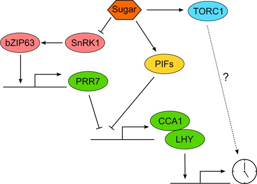 Entrainment of the Arabidopsis circadian oscillator by sugar schematic indicating how sugar can alter the expression of the core clock components CCA1 and LHY. Arrowheads represent activation, blunt heads represent repression, and dashed line represents possible interaction.