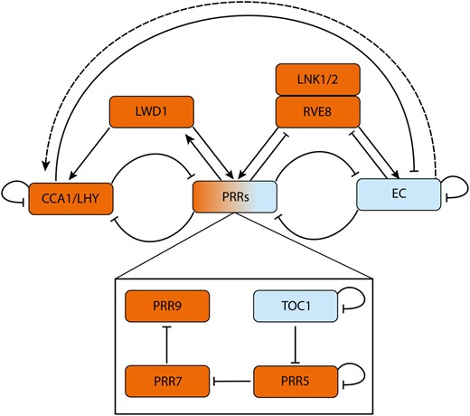 A simplified diagrammatic representation of the Arabidopsis circadian oscillator. The morning phased genes CCA1 and LHY repress expression of PRRs, the EC and themselves. The autoinhibition of CCA1/LHY gradually derepresses expression of PRR9, PRR7, PRR5, and TOC1. The PRRs further repress CCA1/LHY expression. The PRRs also sequentially repress their own expression (Gendron et al., 2012; Huang et al., 2012; Nakamichi et al., 2012). At night, ELF3, ELF4, and LUX assemble into the EC. The EC represses the PRRs, thus indirectly activating CCA1/LHY (dashed line) to reset the oscillator. Further inputs to the core oscillator come from LWD1, which activates expression of (and is then upregulated by) PRR9 and PRR5 forming a positive feedback loop. LWD1 also acts with the TEOSINTE BRANCHED 1-CYCLOIDEA-PCF proteins TCP20 and TCP22 (data not shown) to upregulate CCA1 expression (Wu et al., 2016). RVE8 and LNK1/2 cooperatively activate PRRs (PRR9, PRR5, and TOC1) and EC genes (ELF4 and LUX) (Hsu et al., 2013), RVE8 and LNK1 are repressed by PRRs (Hsu et al., 2013) and the EC respectively (Mizuno et al., 2014). GI and ZTL (data not shown) adjust circadian rhythms. Under blue light, GI forms a complex with ZTL, stabilizing it (Kim et al., 2007). In dark conditions, ZTL then negatively regulates TOC1 and PRR5 posttranslationally by facilitating protein degradation (Más et al., 2003; Kiba et al., 2007; Pudasaini et al., 2017). Morning/afternoon and evening phased genes are colored in orange and blue respectively. Activation and repression are shown by arrowheads and flat headed lines, respectively. Interactions may be either direct (solid lines) or indirect (dashed lines).